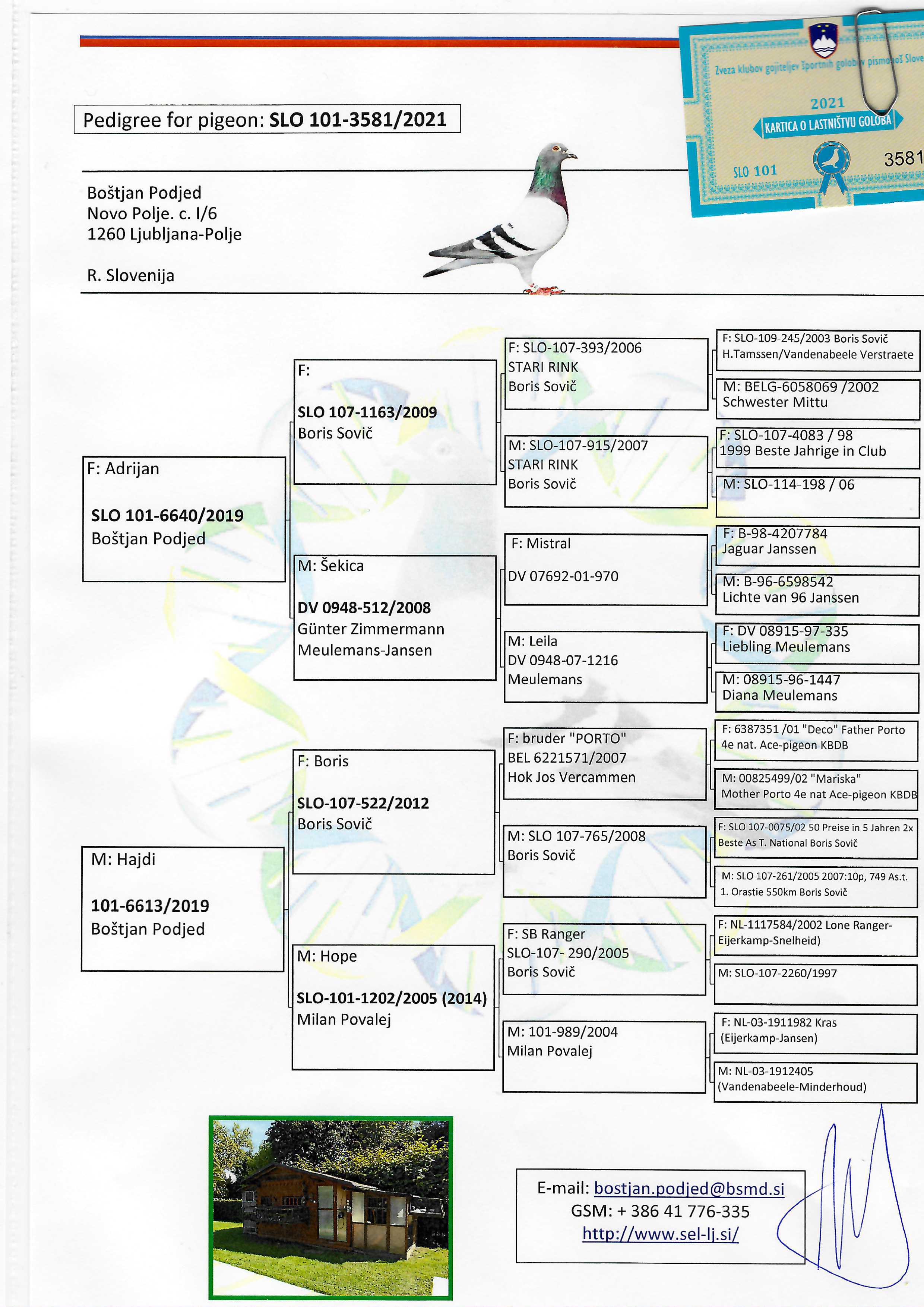 Pigeon pedigree image