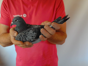 Pigeon image