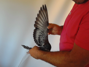 Pigeon image