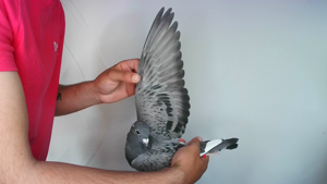 Pigeon image