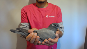 Pigeon image