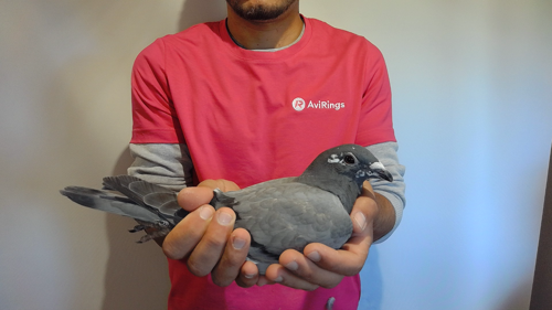 Pigeon image