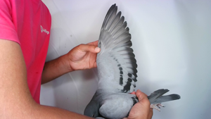 Pigeon image