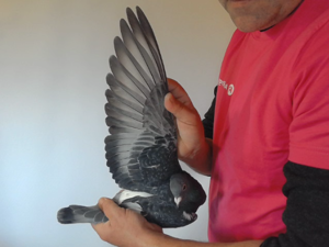 Pigeon image