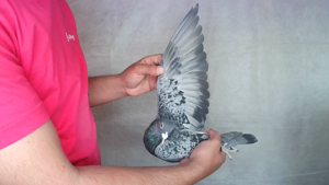 Pigeon image