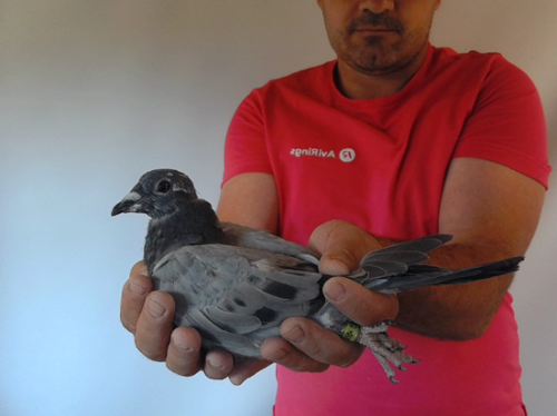 Pigeon image