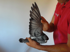 Pigeon image