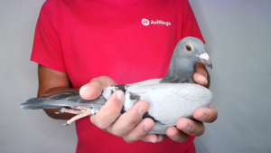 Pigeon image
