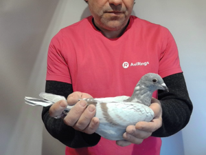 Pigeon image