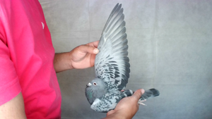 Pigeon image