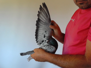 Pigeon image