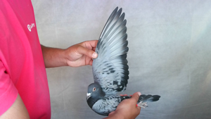 Pigeon image