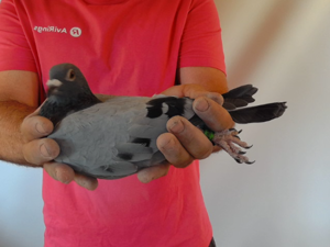 Pigeon image