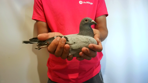 Pigeon image