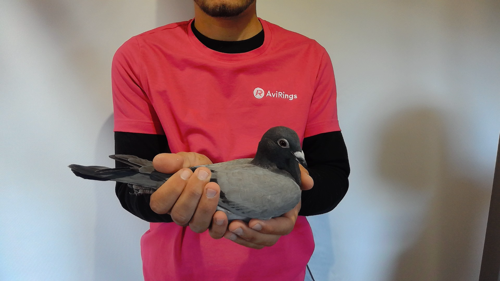 Pigeon image