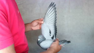 Pigeon image
