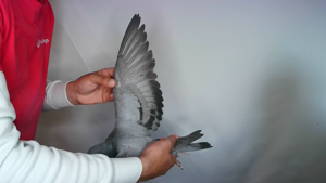 Pigeon image