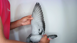 Pigeon image