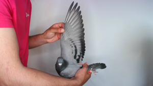 Pigeon image