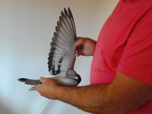 Pigeon image