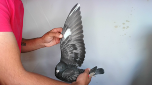 Pigeon image