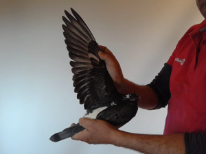 Pigeon image
