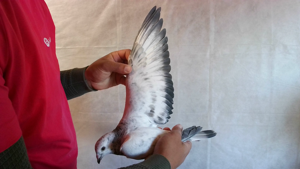 Pigeon image