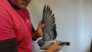 Pigeon image