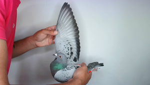 Pigeon image