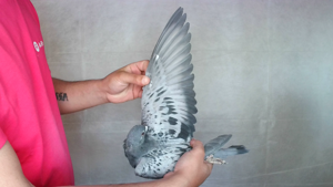 Pigeon image