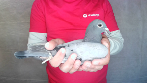 Pigeon image