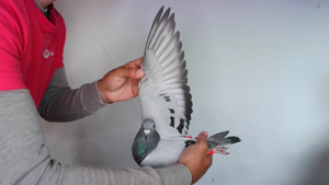 Pigeon image