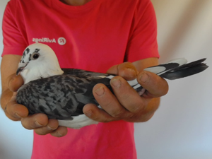 Pigeon image