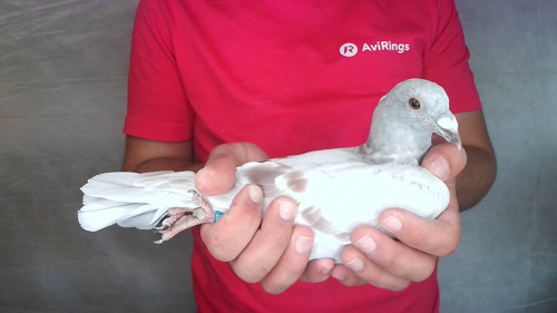 Pigeon image