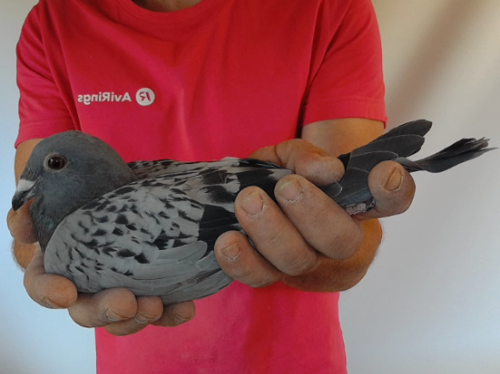 Pigeon image
