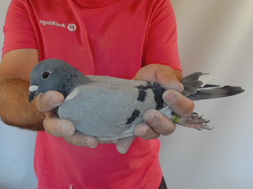 Pigeon image
