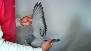 Pigeon image