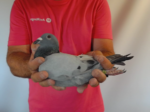 Pigeon image