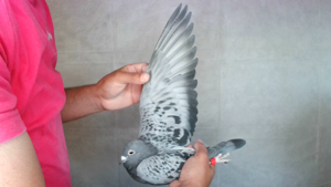 Pigeon image