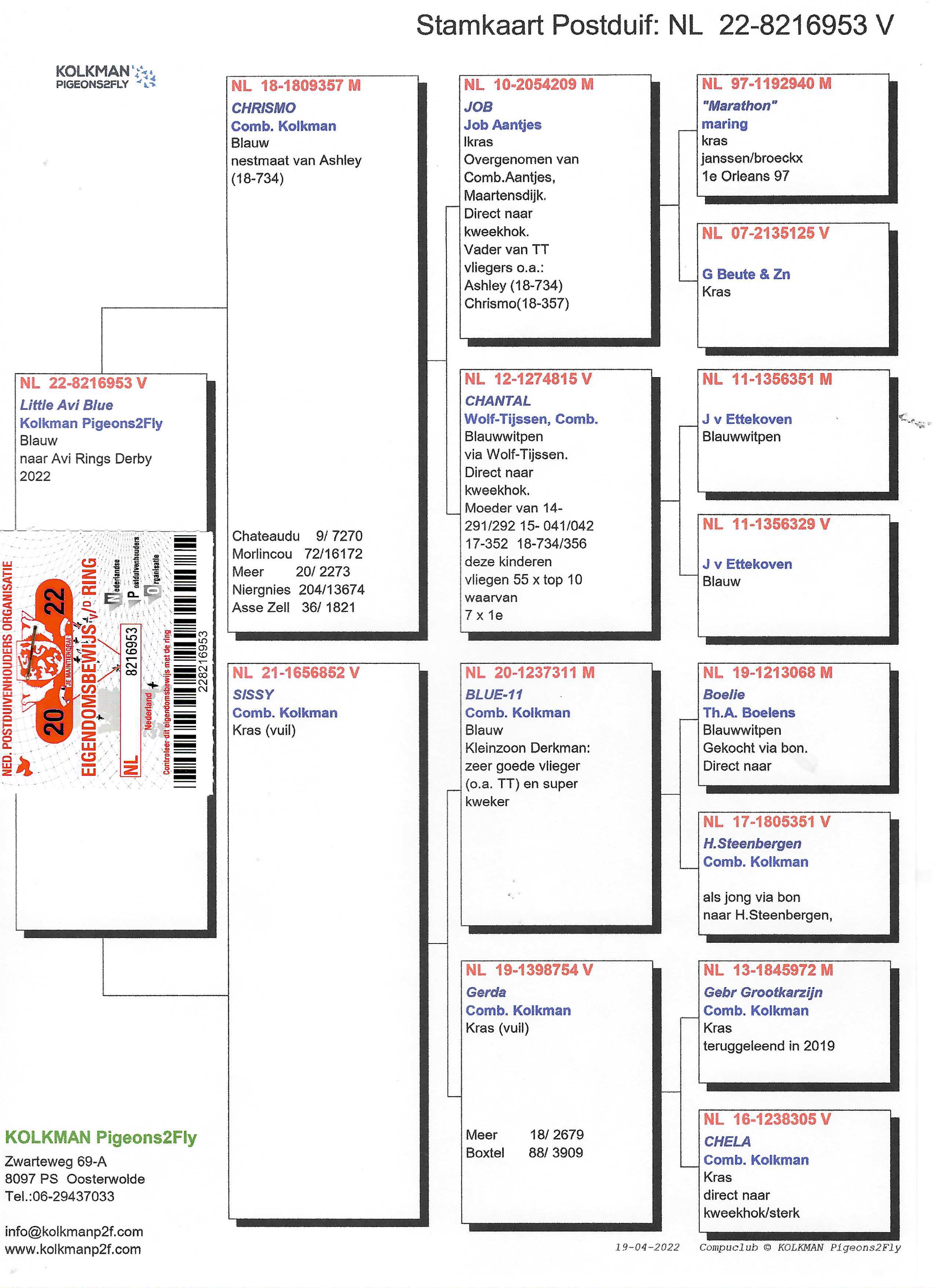 Pigeon pedigree image