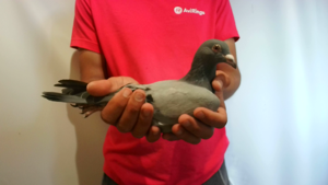 Pigeon image