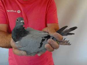 Pigeon image