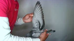 Pigeon image