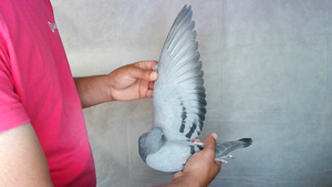 Pigeon image