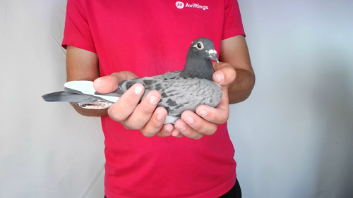 Pigeon image