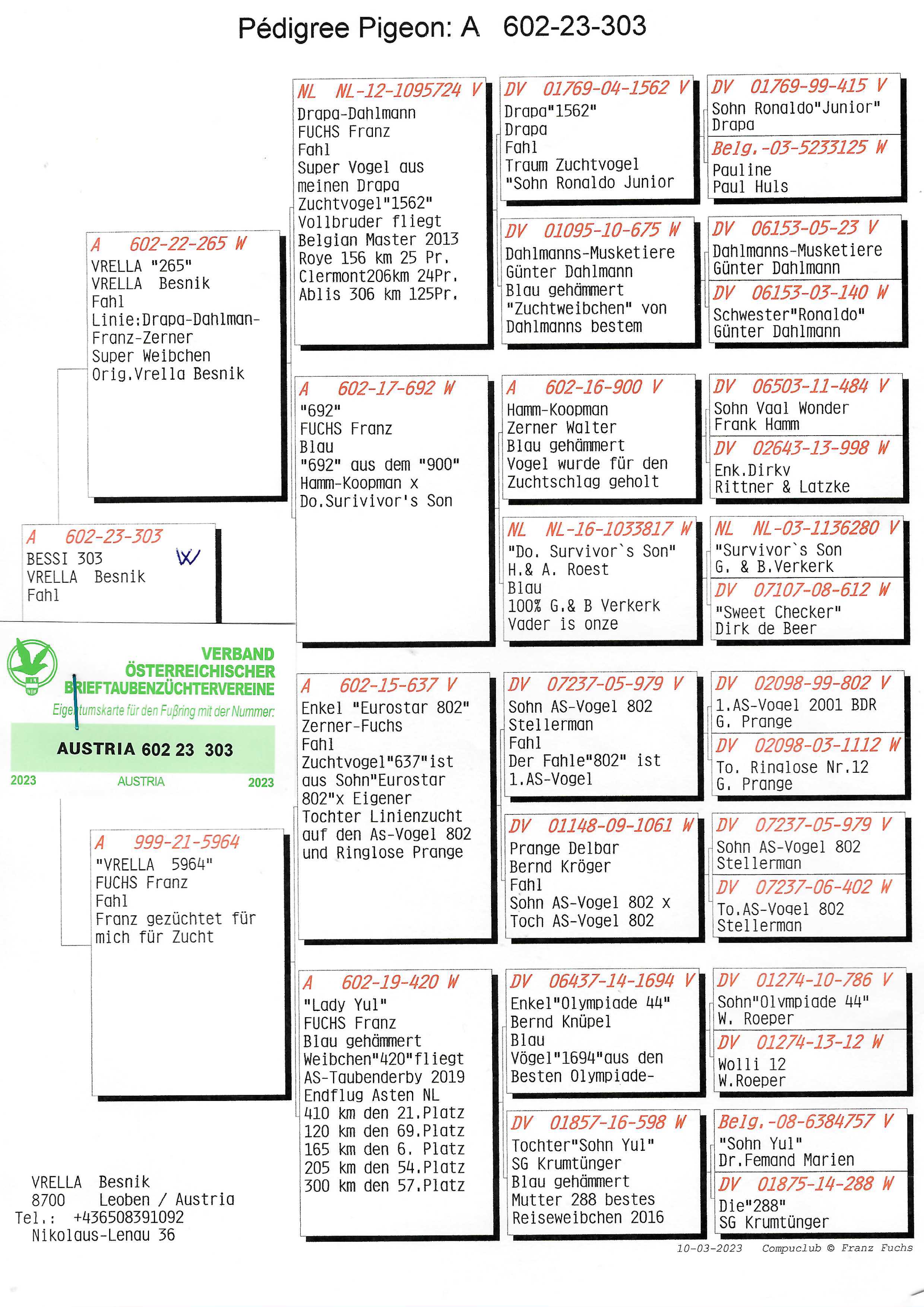 Pigeon pedigree image