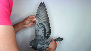 Pigeon image