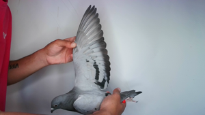 Pigeon image