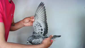 Pigeon image