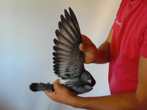 Pigeon image